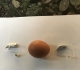 2 silver oticon real 1 laying flat on table next to egg to show scale