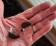 2 dark brown Widex Moment aids in palm of hand