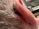 silver right starkey genesis ai on ear