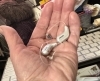 Two Intent hearing aids side by side in palm of hand