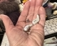 Two Intent hearing aids side by side in palm of hand