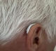 right silver oticon intent in ear