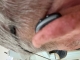 A single Signia Pure charge&GO RIC BCT in graphite behind the left ear