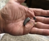 Single Signia Pure Charge&Go IX 7 BCT hearing aids in graphite in hand